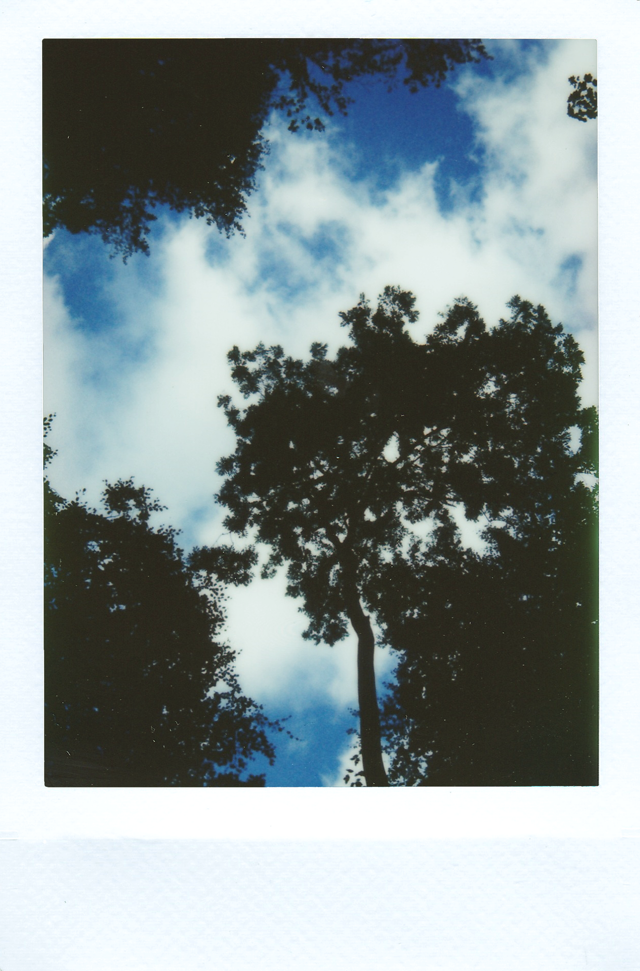 Photo Of Trees