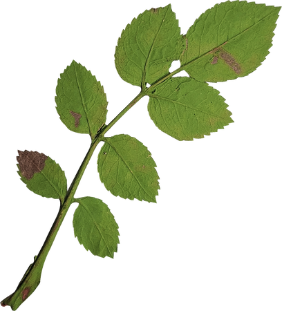 Dried and Pressed Leaves